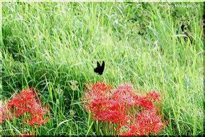 紅蓮華 彼岸花|ヒガンバナ